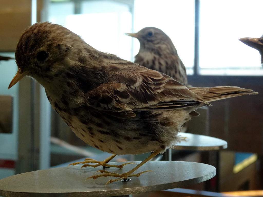 Stuffed birds at the Vogelverdieping room at the Ecomare seal sanctuary at De Koog