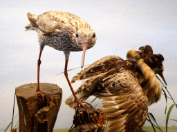 Stuffed Ruffs at the Vogelverdieping room at the Ecomare seal sanctuary at De Koog