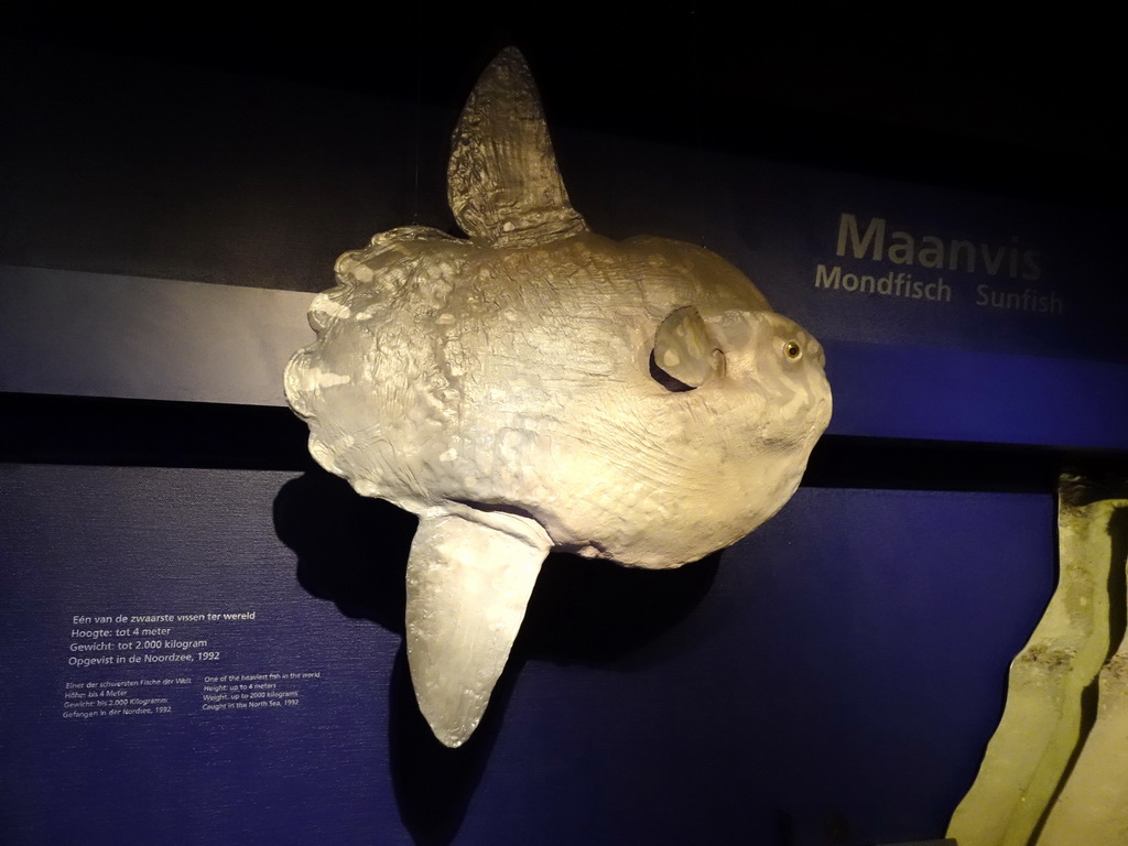Stuffed Sunfish at the Waddenstad room at the Ecomare seal sanctuary at De Koog, with explanation