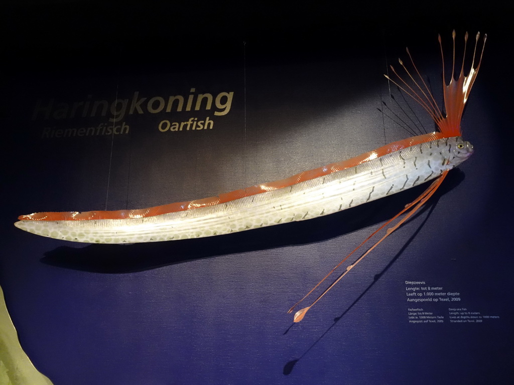 Stuffed Oarfish at the Waddenstad room at the Ecomare seal sanctuary at De Koog, with explanation