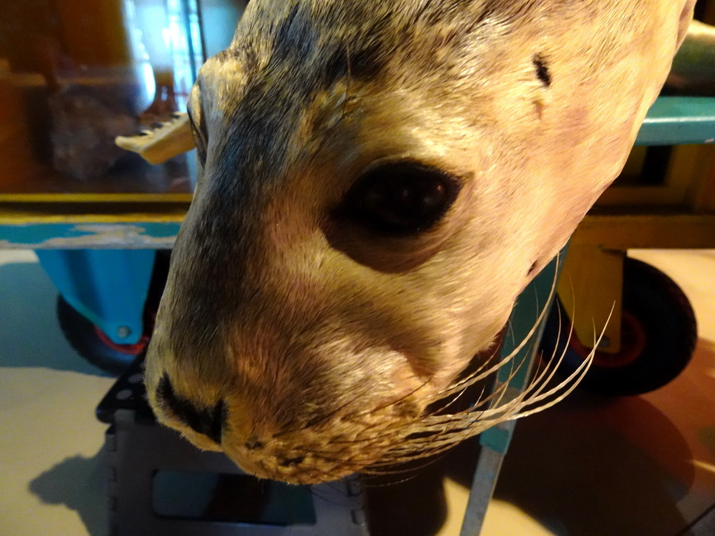 Stuffed Seal at the Waddenstad room at the Ecomare seal sanctuary at De Koog