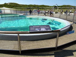 Harbour Porpoises at the Ecomare seal sanctuary at De Koog, with explanation