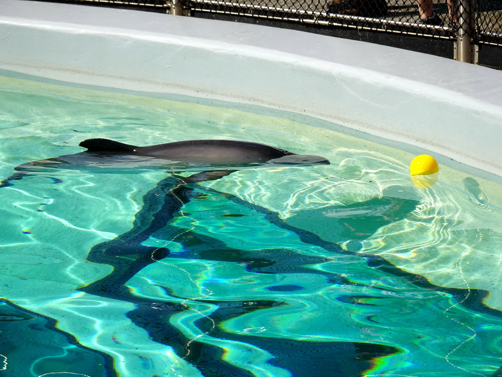 Harbour Porpoise at the Ecomare seal sanctuary at De Koog