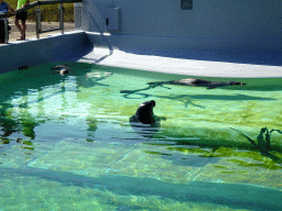 Grey Seals at the Ecomare seal sanctuary at De Koog