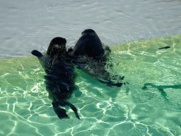 Harbor Seals at the Ecomare seal sanctuary at De Koog