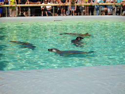 Harbor Seals at the Ecomare seal sanctuary at De Koog