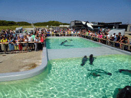 Harbor Seals at the Ecomare seal sanctuary at De Koog