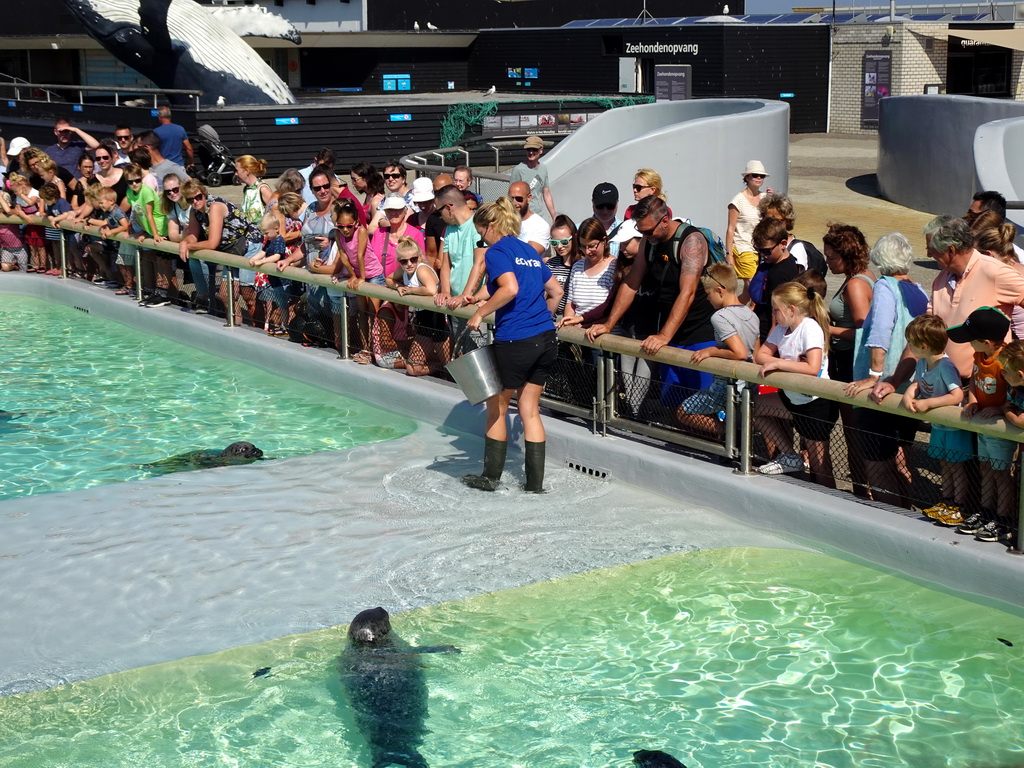 Zookeeper feeding the Harbor Seals at the Ecomare seal sanctuary at De Koog