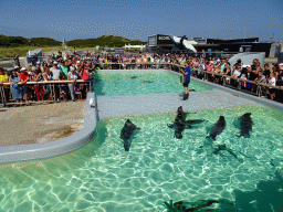 Zookeeper feeding the Harbor Seals at the Ecomare seal sanctuary at De Koog