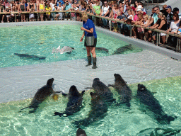 Zookeeper feeding the Harbor Seals at the Ecomare seal sanctuary at De Koog