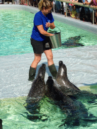 Zookeeper feeding the Harbor Seals at the Ecomare seal sanctuary at De Koog