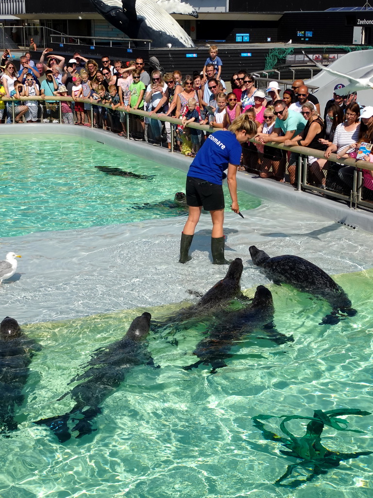 Zookeeper feeding the Harbor Seals at the Ecomare seal sanctuary at De Koog