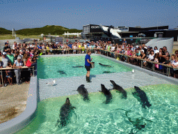 Zookeeper feeding the Harbor Seals at the Ecomare seal sanctuary at De Koog