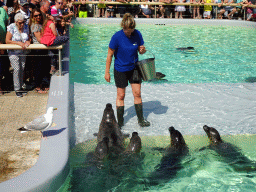 Zookeeper feeding the Harbor Seals at the Ecomare seal sanctuary at De Koog