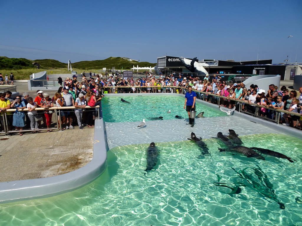 Zookeeper feeding the Harbor Seals at the Ecomare seal sanctuary at De Koog