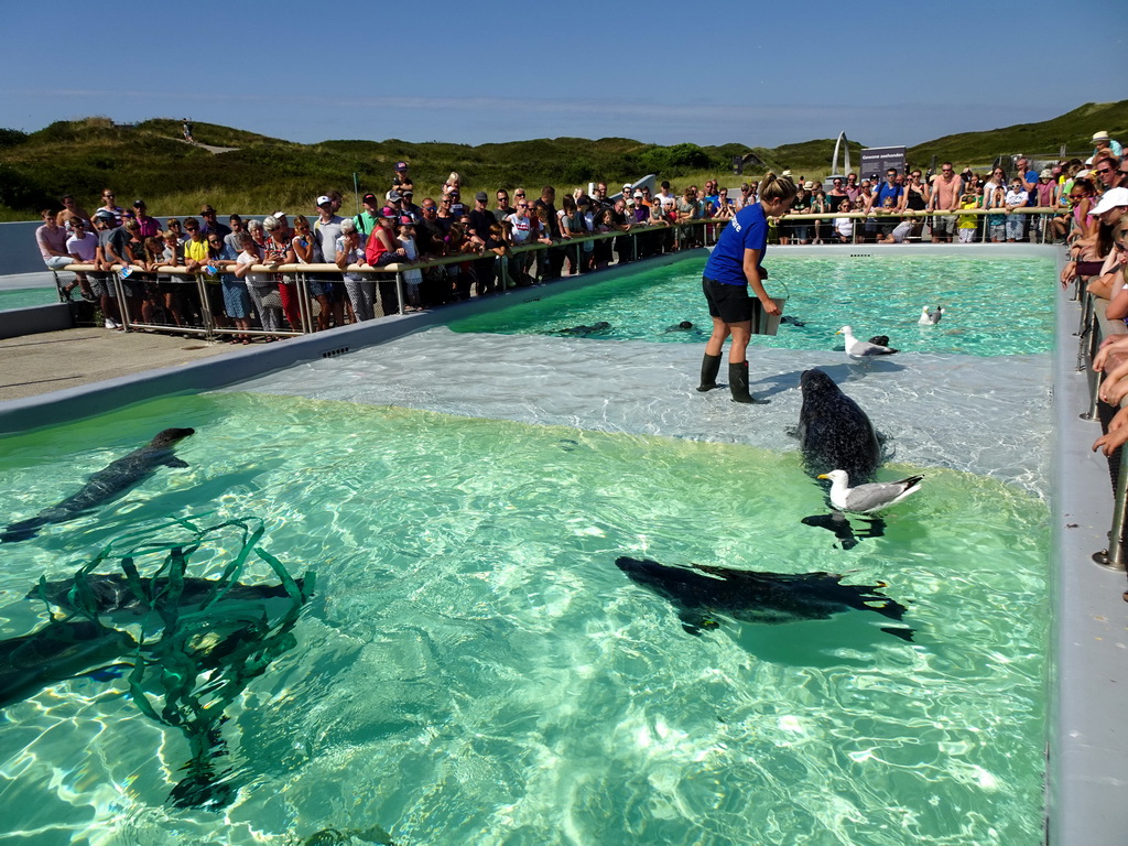 Zookeeper feeding the Harbor Seals at the Ecomare seal sanctuary at De Koog