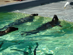 Harbor Seals and Seagull at the Ecomare seal sanctuary at De Koog