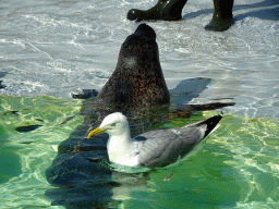 Harbor Seal and Seagull at the Ecomare seal sanctuary at De Koog