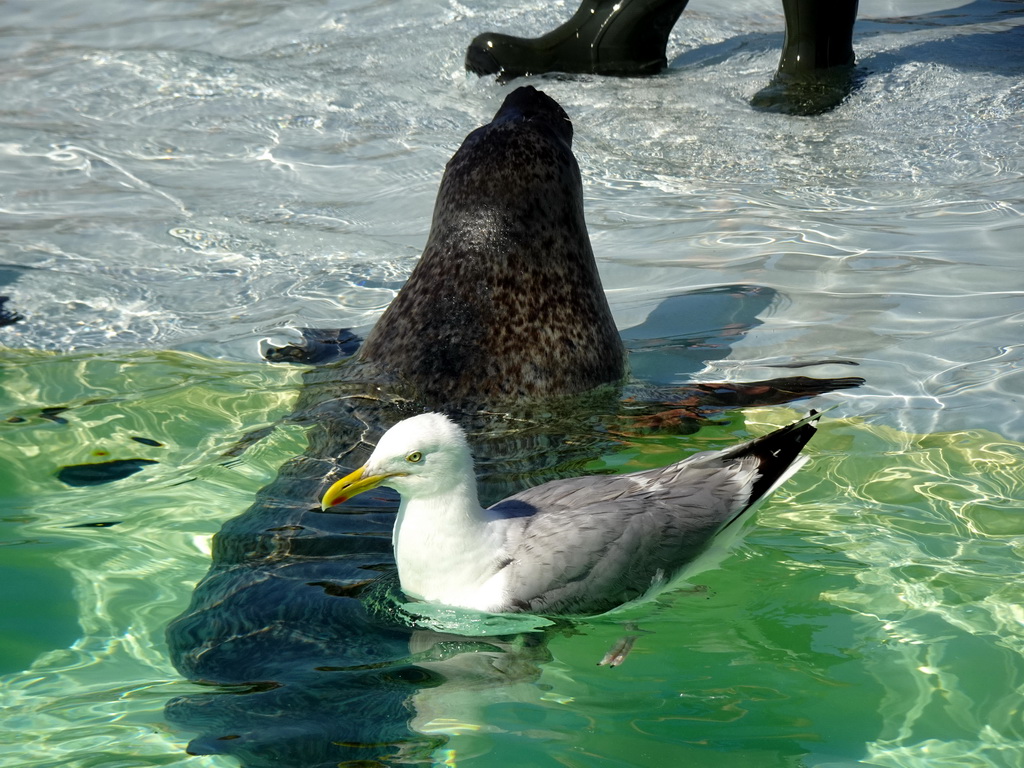 Harbor Seal and Seagull at the Ecomare seal sanctuary at De Koog