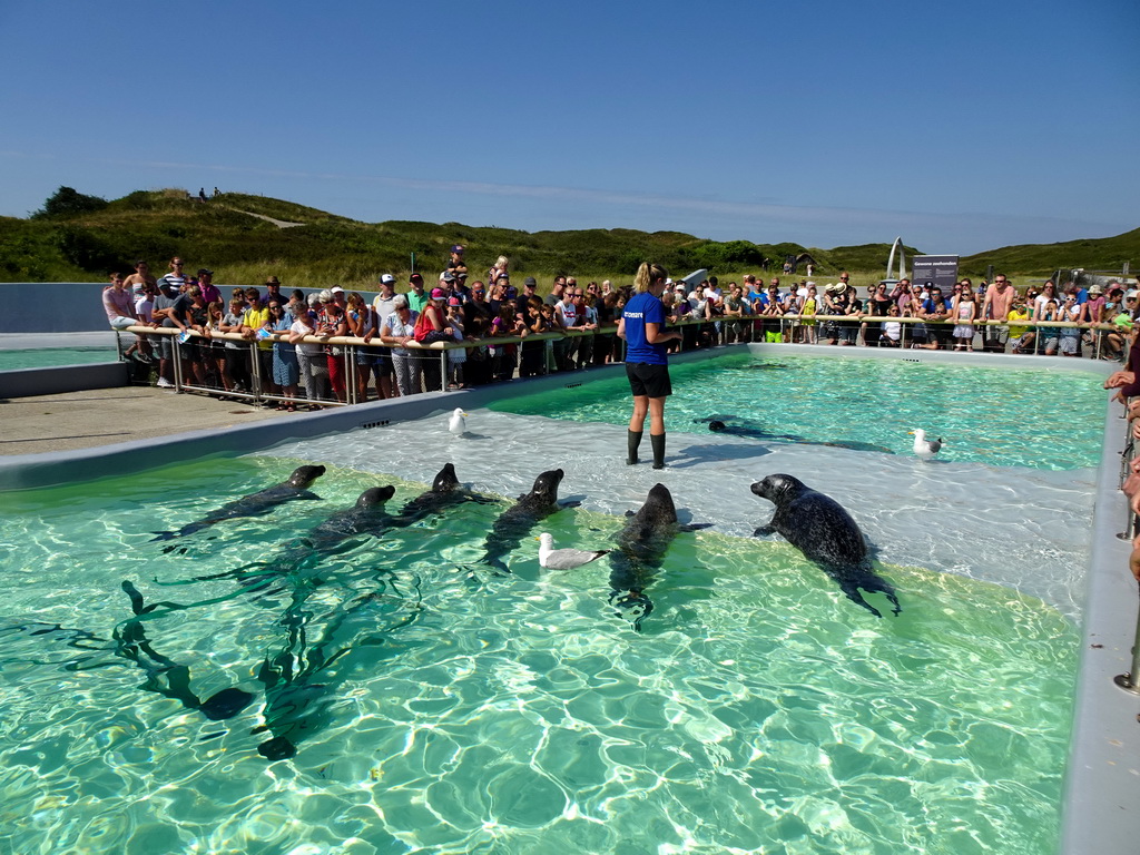 Zookeeper feeding the Harbor Seals at the Ecomare seal sanctuary at De Koog