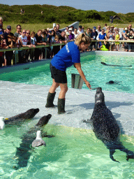 Zookeeper feeding the Harbor Seals at the Ecomare seal sanctuary at De Koog