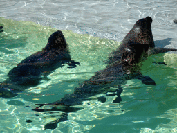Harbor Seals at the Ecomare seal sanctuary at De Koog