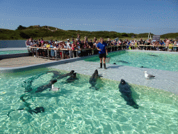 Zookeeper feeding the Harbor Seals at the Ecomare seal sanctuary at De Koog