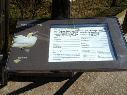 Explanation on the Northern Gannet at the Vogelvijver area at the Ecomare seal sanctuary at De Koog