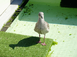 Bird at the Vogelvijver area at the Ecomare seal sanctuary at De Koog