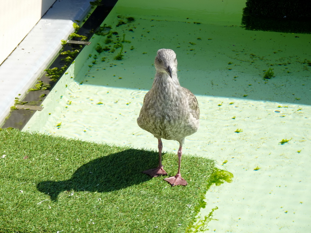 Bird at the Vogelvijver area at the Ecomare seal sanctuary at De Koog