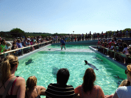 Zookeeper feeding the Harbor Seals at the Ecomare seal sanctuary at De Koog