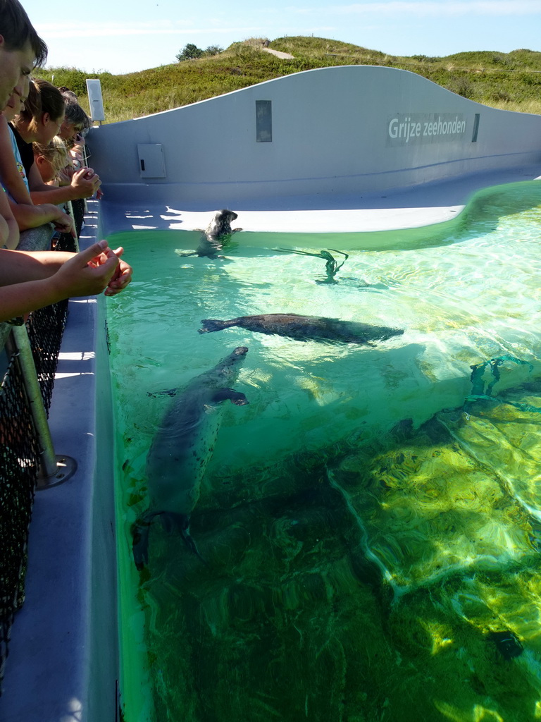 Grey Seals at the Ecomare seal sanctuary at De Koog