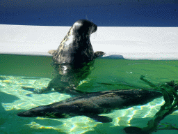 Grey Seals at the Ecomare seal sanctuary at De Koog