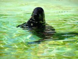 Grey Seal at the Ecomare seal sanctuary at De Koog