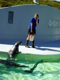 Zookeeper feeding the Grey Seals at the Ecomare seal sanctuary at De Koog