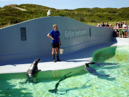 Zookeeper feeding the Grey Seals at the Ecomare seal sanctuary at De Koog