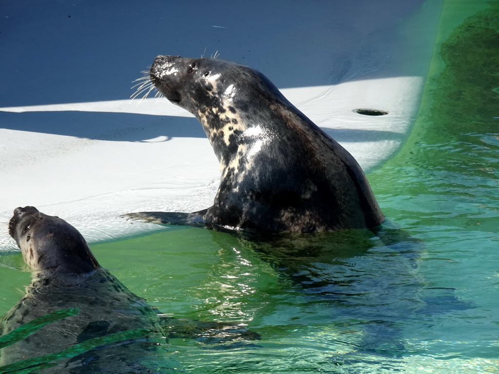 Grey Seals at the Ecomare seal sanctuary at De Koog