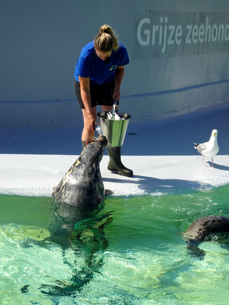 Zookeeper feeding the Grey Seals at the Ecomare seal sanctuary at De Koog