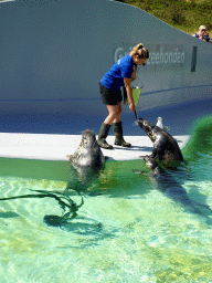 Zookeeper feeding the Grey Seals at the Ecomare seal sanctuary at De Koog