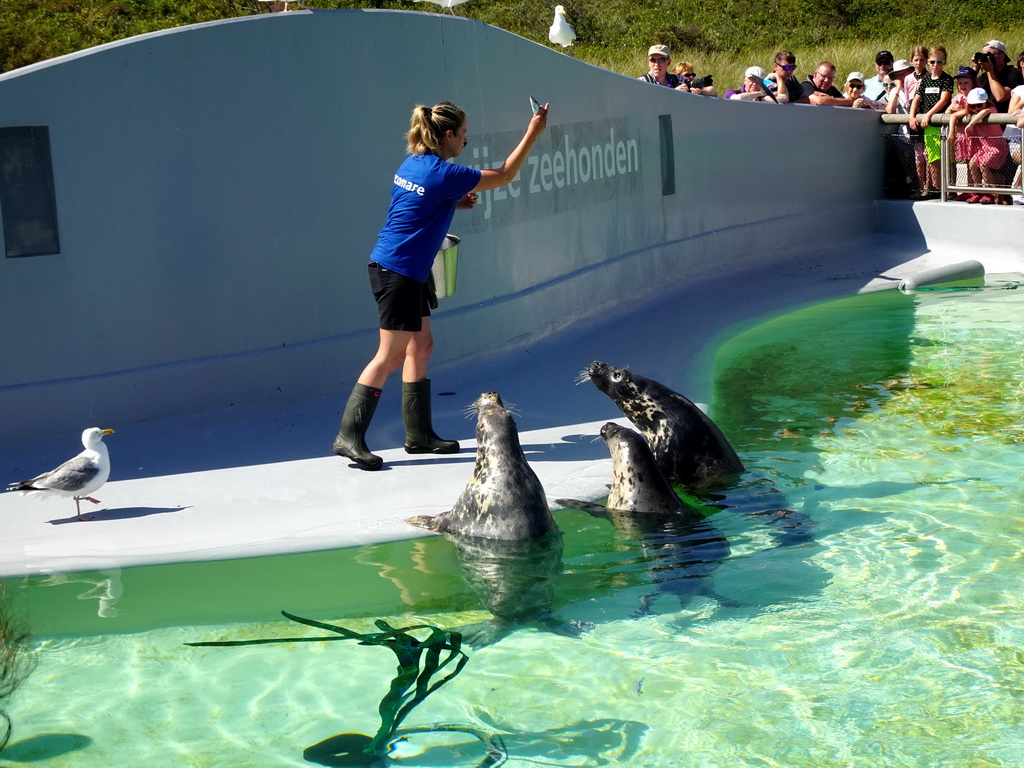 Zookeeper feeding the Grey Seals at the Ecomare seal sanctuary at De Koog