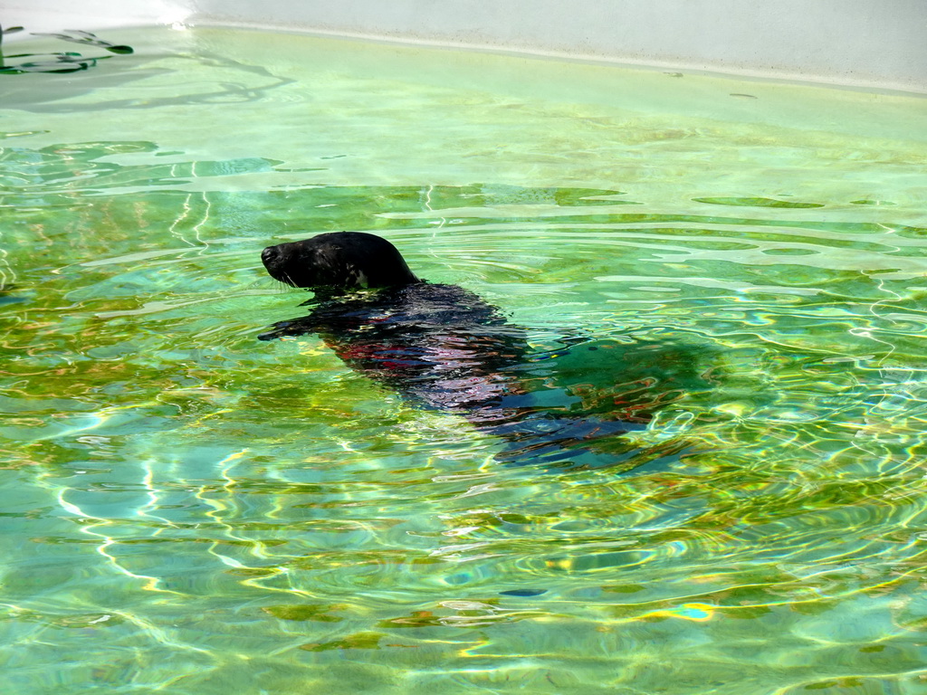 Grey Seal at the Ecomare seal sanctuary at De Koog