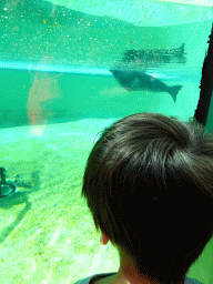 Max looking at a Ringed Seal at the Ecomare seal sanctuary at De Koog