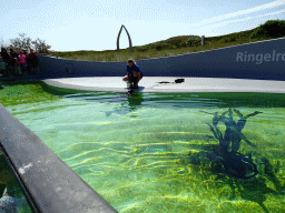 Zookeeper feeding the Ringed Seals at the Ecomare seal sanctuary at De Koog