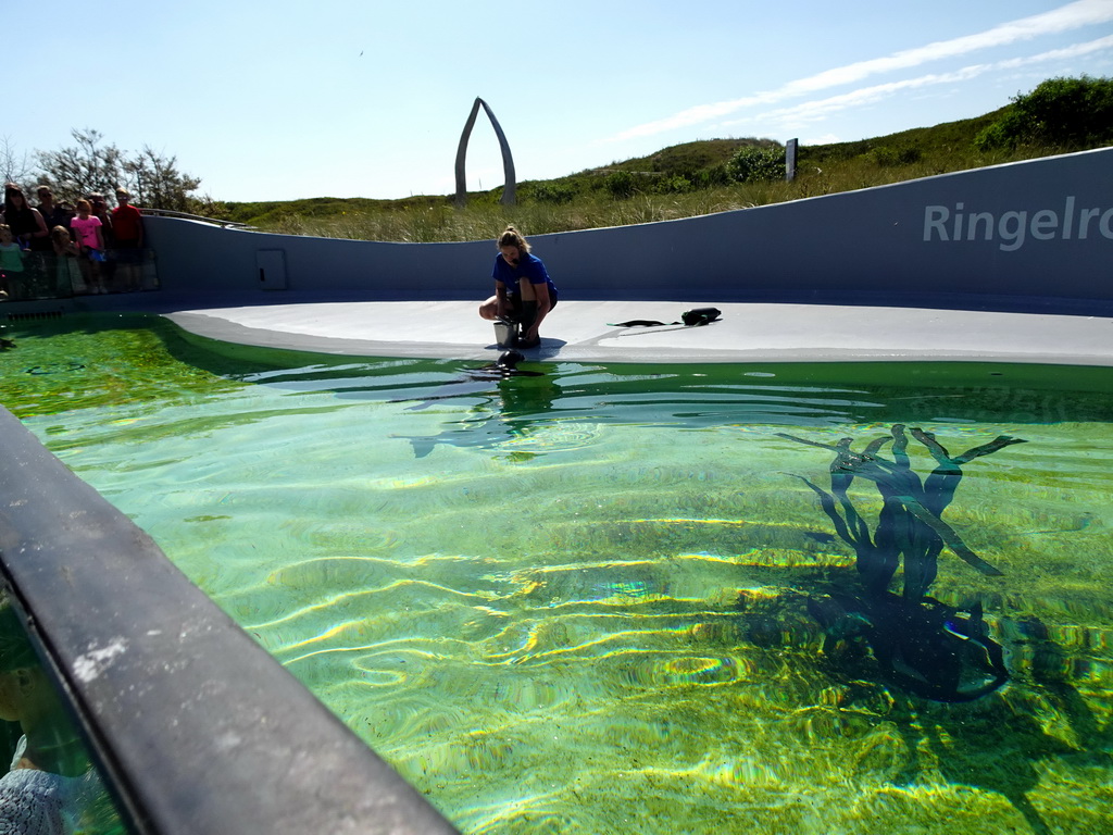 Zookeeper feeding the Ringed Seals at the Ecomare seal sanctuary at De Koog