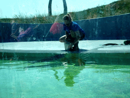 Zookeeper feeding the Ringed Seals at the Ecomare seal sanctuary at De Koog