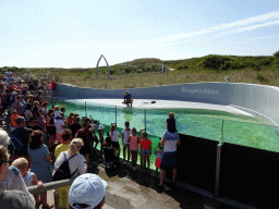 Zookeeper feeding the Ringed Seals at the Ecomare seal sanctuary at De Koog