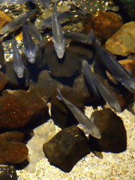 Fish at the Sea Aquarium at the Ecomare seal sanctuary at De Koog