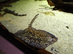 Stingrays and Shark at the Sea Aquarium at the Ecomare seal sanctuary at De Koog