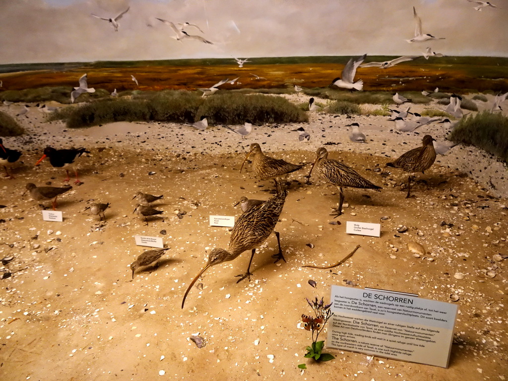 Stuffed birds at the Schorren area at the Sea Aquarium at the Ecomare seal sanctuary at De Koog, with explanation