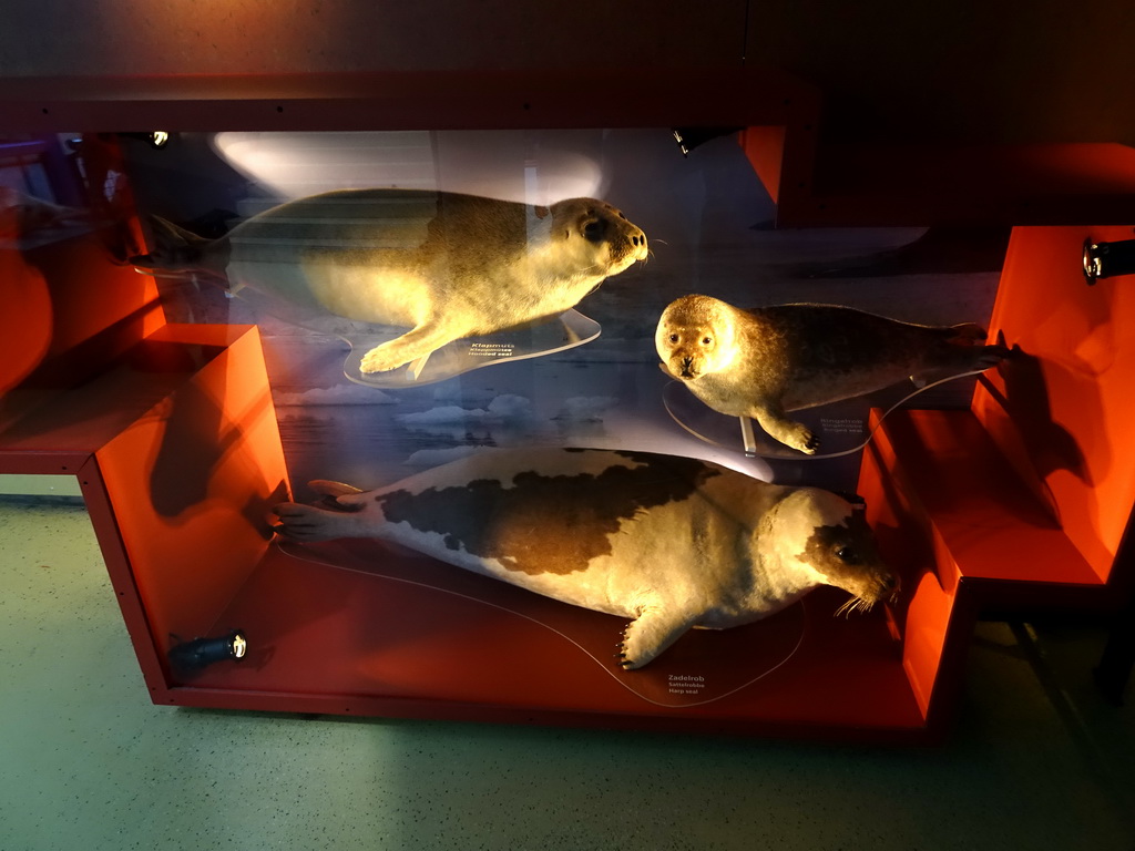Stuffed Hooded Seal, Ringed Seal and Harp Seal at the Sea Aquarium at the Ecomare seal sanctuary at De Koog, with explanation